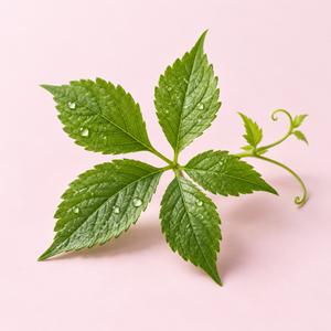 Gynostemma pentaphyllum · 450 mg